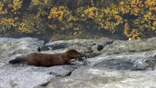 Minkur